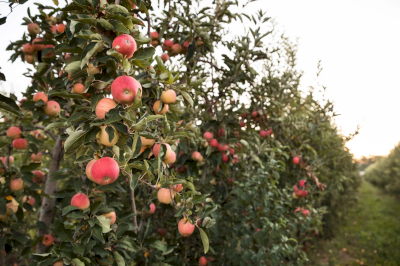 Création du site vitrine d’un producteur de pommes et poires biologiques à Isle-sur-la-Sorgue Création du site vitrine d’un producteur de pommes et poires biologiques à Isle-sur-la-Sorgue