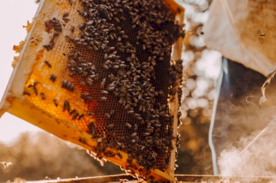 Site e-commerce miel Provence Prizius vente en ligne